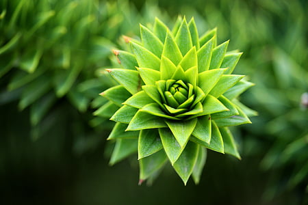 close-up, close-up, planta, botànica, natura, verd, l'aire lliure