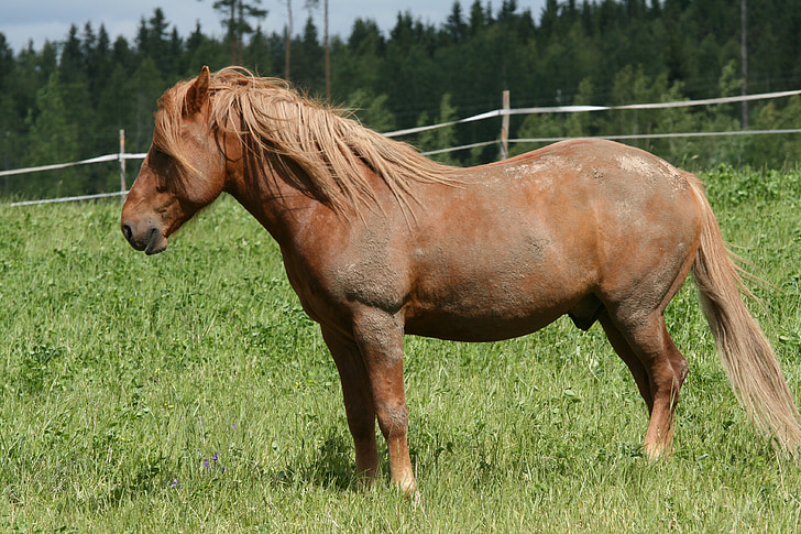 sommar, brun häst, på gräs, betesmark, piehtaroinut häst, landsbygd, brun