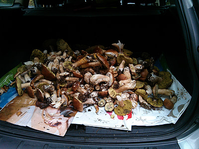 mushrooms, boletus, ceps