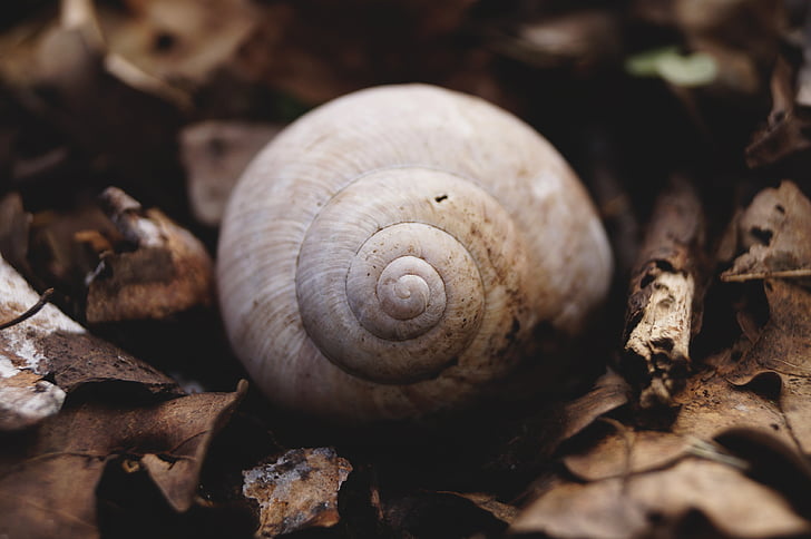 snail, snail shell, avar, animal, nature, passing away, spring