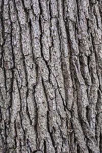strom, kůra, dřevěný, vzor, textura, dřevo, dřevo