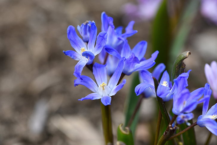 puschkinie, λουλούδι, φυτό, άνθος, άνθιση, μπλε, λουλούδι άνοιξη