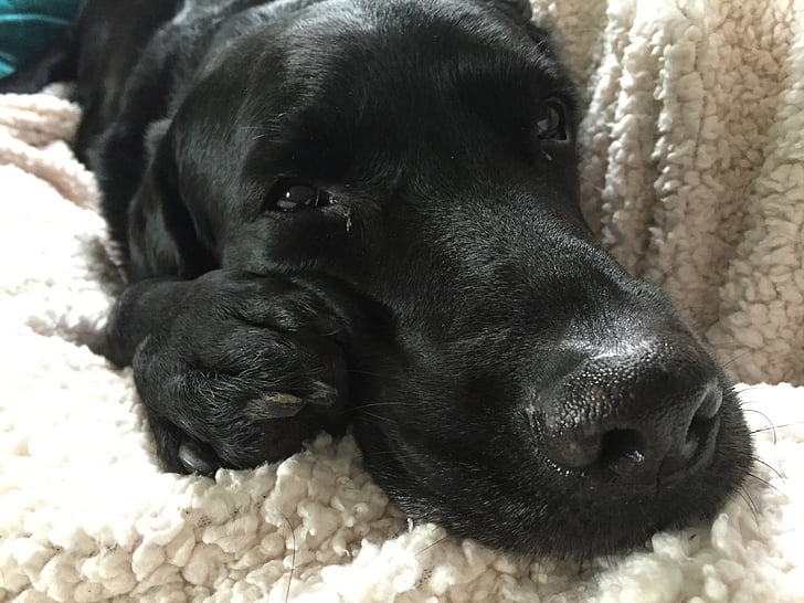 Labrador, pies myśliwski, senny, szczęśliwy, zrelaksowany, duży nos, czarny dzień lab