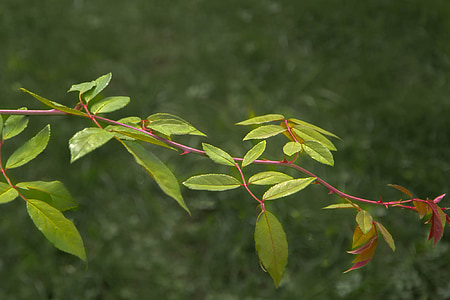 leaves, green, plant, foliage, summer, branch of roses