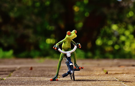 žaba, bicikl, smiješno, slatka, slatki, slika, pogon