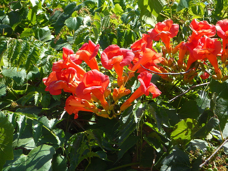 decoratieve struik, Middellandse Zee, Blossom, Bloom, rood, mooie, Bush