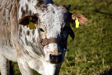 seebu, naudanliha, lehmä, eläimiä siirretään usein useammin, Simmental karjaa, pää, sarvet