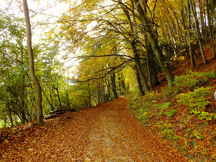 jesen, daleko, lišće, drvo, zelena, stabla, šuma