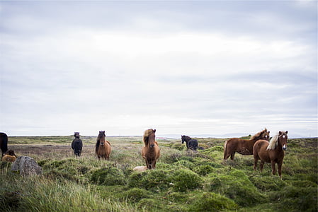 herd, brown, horses, green, grass, field, animals