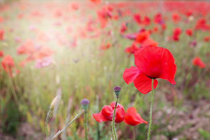 poppies, red, flowers, blooms, spring, poppy, nature