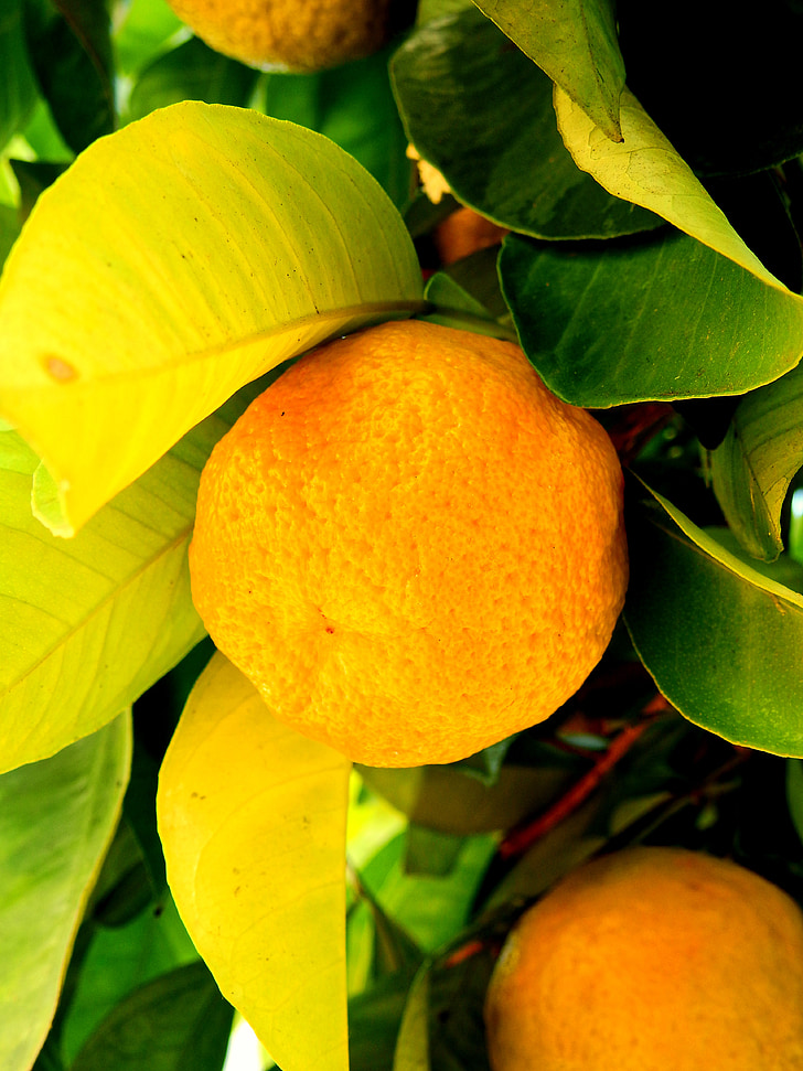 citrom, narancs, mandarin, fa, gyümölcs, gyümölcsök, természet
