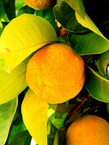 citron, orange, Mandarin, træ, frugt, frugter, natur