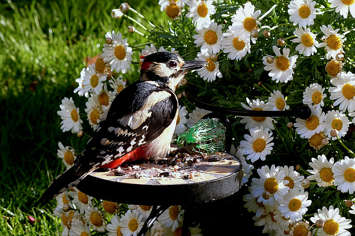 animal, bird, great spotted woodpecker, dendrocopos major, young, garden, feeding place