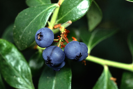 blueberry, fruit, blueberries, fruits, plants, flora