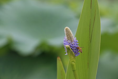 bee, blur, plant, purple flowers