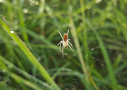 spider, field orbweaver, web, spiderweb, arachnid, dew drops, close up