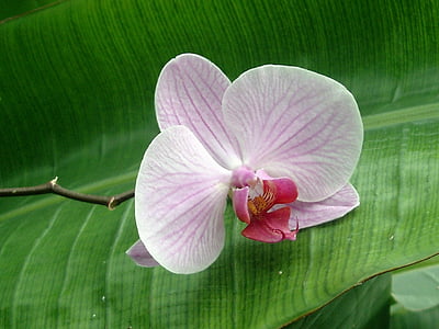 orquídia, flors, plantes, flor, natura, color rosa, color verd