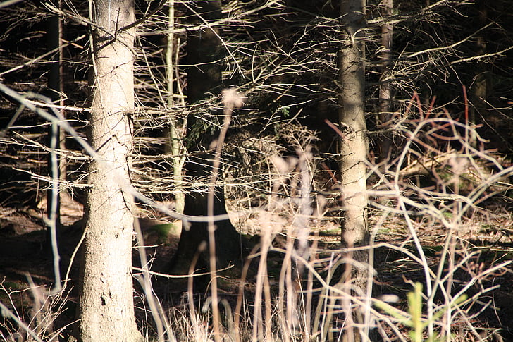 lasu, drzewo, Słońce, krajobraz, zimowe, Natura