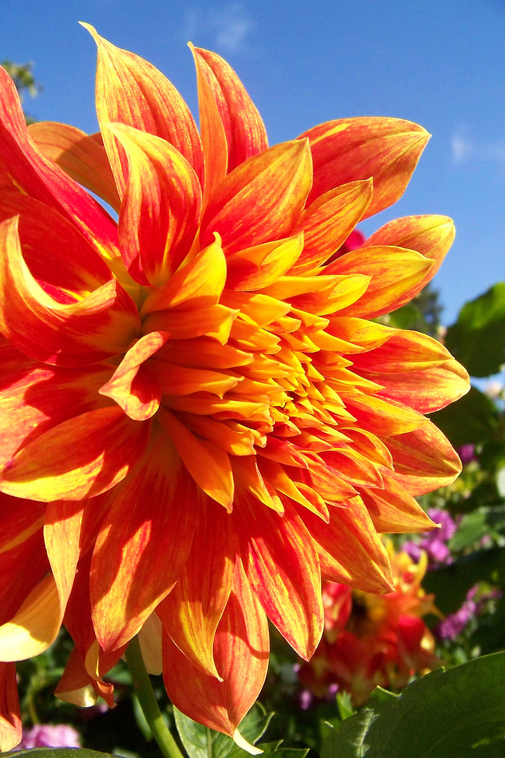 Dahlie, riesige Blume., orangefarbene Blume, Close-up Blume, Garten, Riese, Blütenblatt