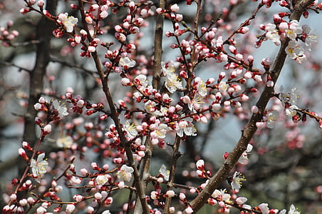 kevään, aprikoosi, Almaty