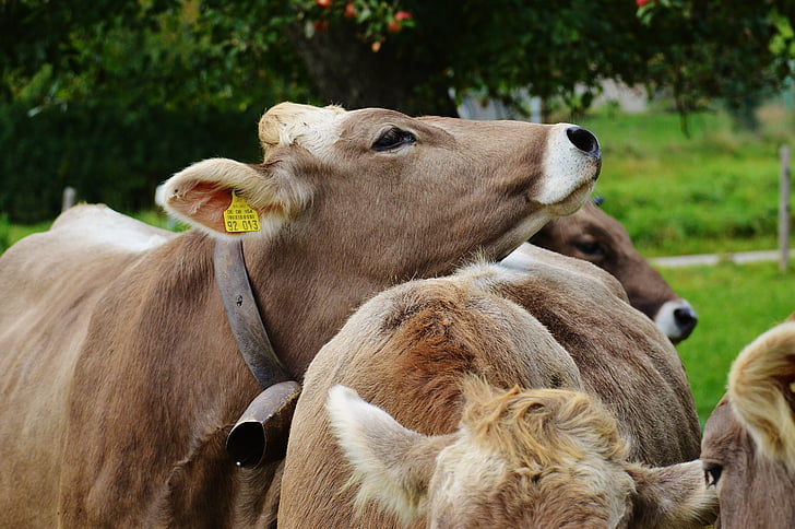 ko, Allgäu, køer, Nuttet, drøvtyggere, malkekvæg, græs
