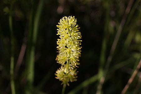 Sims-Lilie, Tofieldia calyculata, gewöhnliche Traufe Lilie, Blüte, Bloom, in der Nähe, Anlage