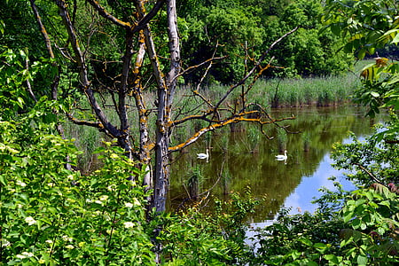 landskap, sjön, Swan, skogen, vatten, reflektion, vegetation