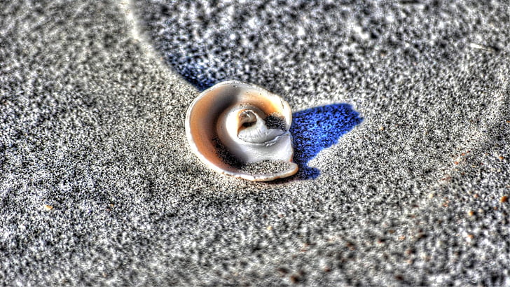 Shell, písek, pláž, detail