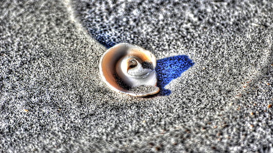 Shell, Sand, Beach, Lähikuva