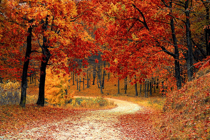 Val, herfst, rood, seizoen, Woods, natuur, Bladeren