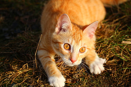 Kot, kotek, czerwony pręgowany tygrysio, czerwony kot, mieze, kocie oczy, kotowate