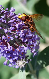 Bee, blomma, honungsbinas, pollen, pollinera