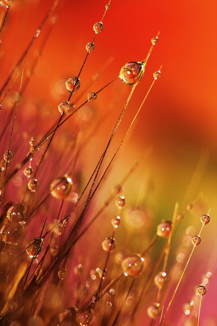 dewdrops, grass, morning, dew, water, reflection, natural