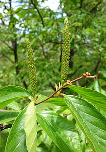 betula schmidtii, botany, schmidt's birch, botanical, specimen, inflorescence, tree