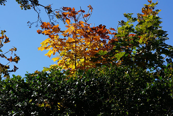 caduta, foglie, stagioni, autunno, albero, rosso, giallo