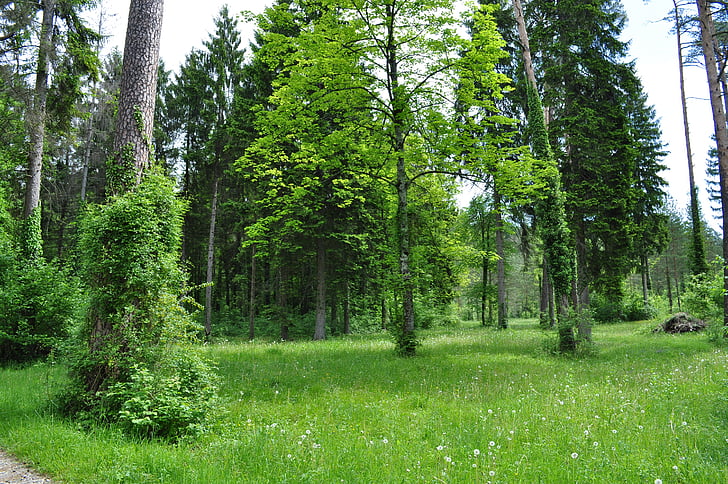rừng, màu xanh lá cây, cây, Thiên nhiên, cây, mùa hè, màu xanh lá cây