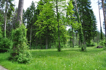 skogen, grön, träd, naturen, träd, sommar, grön färg