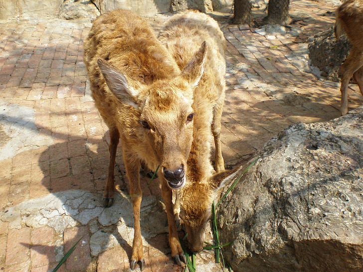 China, burro, animal, mamífero, natureza, vida selvagem