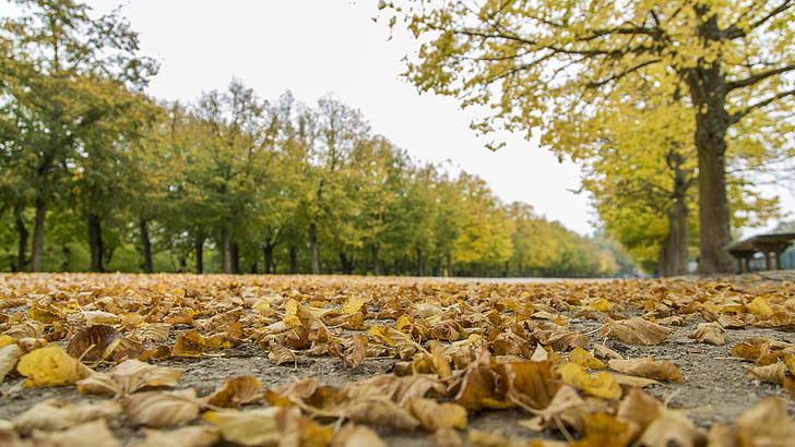 fallande löv, Vacker, landskap, hösten