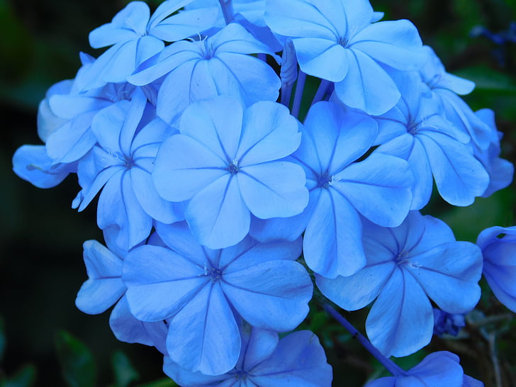kvety, modrá, Modrý kvet, rastliny, Príroda, lístkov, Divoká kvetina