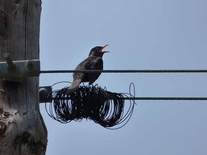 blackbird, merla, cables, wiring, telephone line, singing