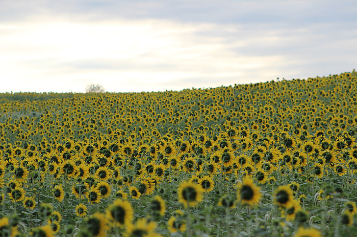 sunflower, blooming, flower, yellow, field, beautiful
