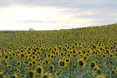 bunga matahari, mekar, bunga, kuning, bidang, Cantik