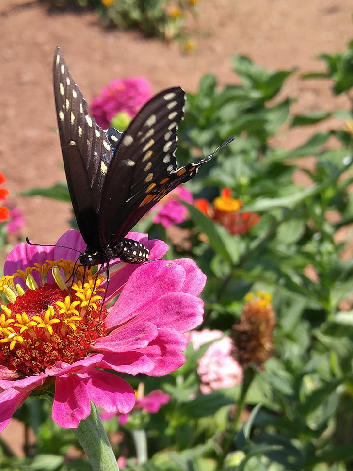 butterfly, flower, nature, plant, spring, summer