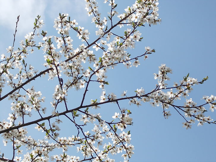 spring blossoms, perspective, sky, bloom, white, blossom, tree