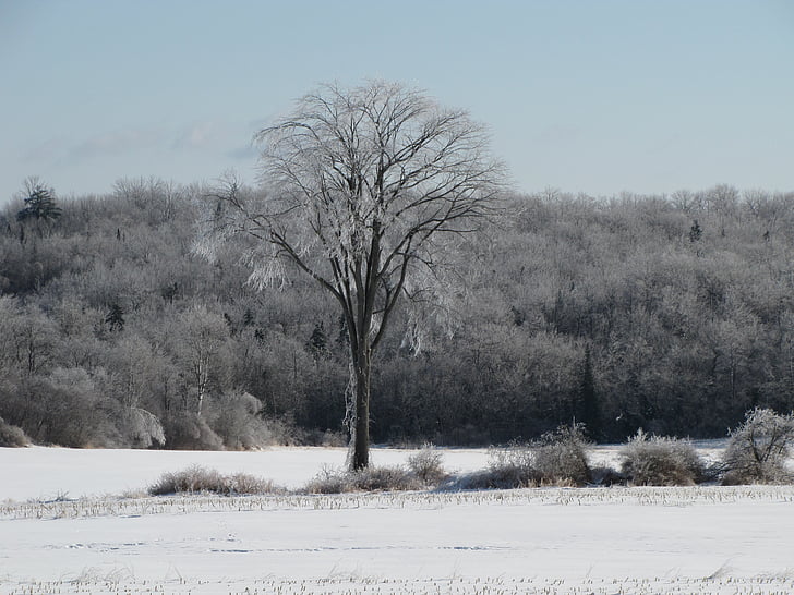 boom, Elm, sneeuw, veld, hemel, ijs