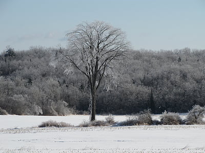 árvore, Olmo, neve, campo, céu, gelo