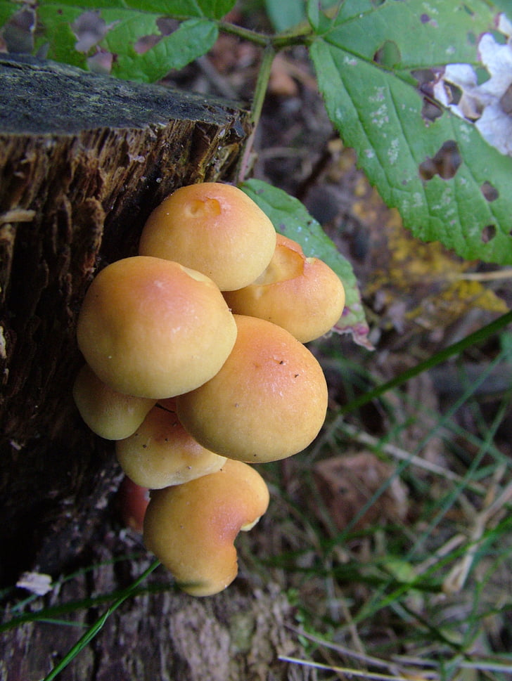 mushrooms, forest, autumn