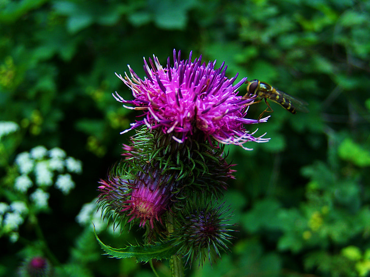 thistle flower, ass weed, pink-purple flowers