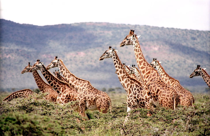 állatok, zsiráfok, vadon élő állatok, szafari állatok, Afrika, természet, szavanna